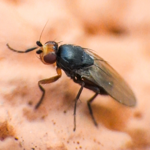 Spelobia ochripes