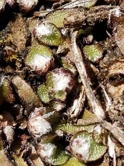 Mannia fragrans