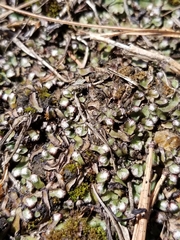 Mannia fragrans