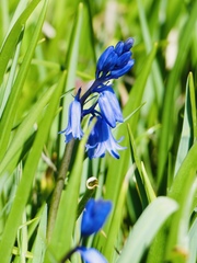 Hyacinthoides non-scripta