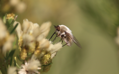 Nothoschistus melampogon