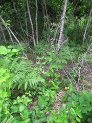 Bupleurum longiradiatum