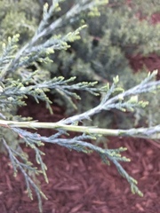 Cupressaceae