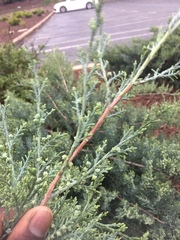 Cupressaceae