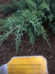 Cupressaceae