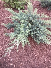 Cupressaceae