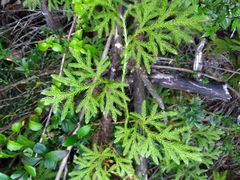 Austrolycopodium paniculatum