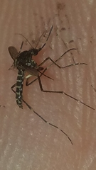 Aedes taeniorhynchus