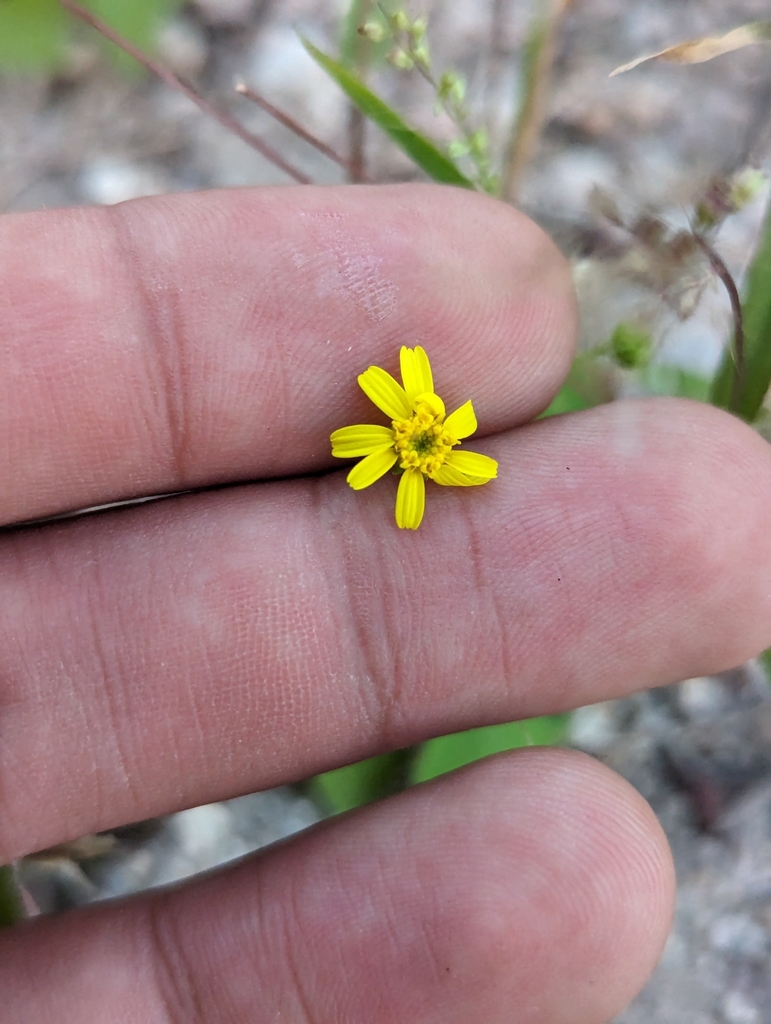 La Laguna rockdaisy from 23208 B.C.S., México on December 15, 2023 at ...