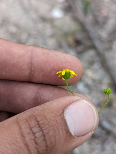 Image of Perityle cuneata by (c) Abraham Sánchez Romero, some rights reserved (CC BY)