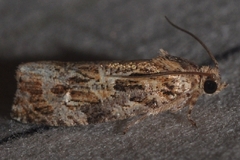 Phaecasiophora confixana