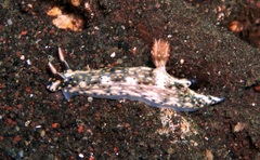 Hypselodoris kanga image