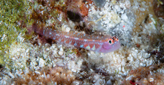 Twin Dwarfgoby photo 2