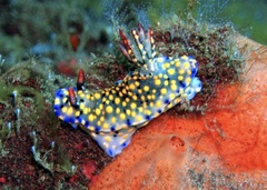 Hypselodoris confetti