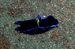 Philinopsis speciosa