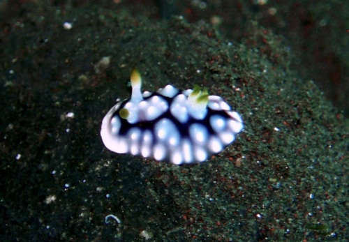 Geometric Goniobranchus