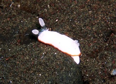 Goniobranchus albonares
