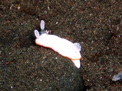 Goniobranchus albonares