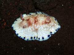 Goniobranchus hintuanensis