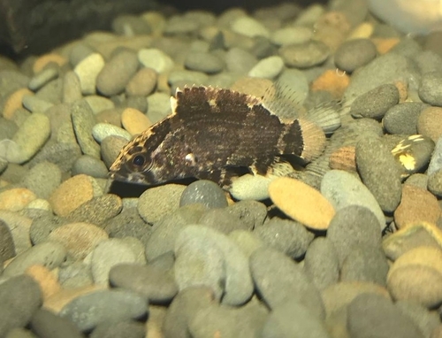 Borneose bladvis (Nandus nebulosus) — Nandidae