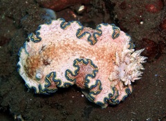 Glossodoris