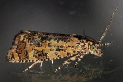 Olethreutes ferrolineana