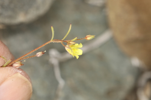 Image of Threadstem Gilia (Linanthus filiformis) by (c) Steve Matson, some rights reserved (CC BY)