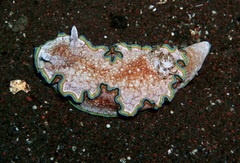 Glossodoris