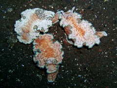 Glossodoris
