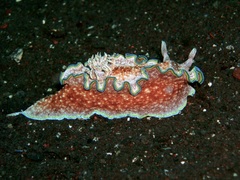 Glossodoris