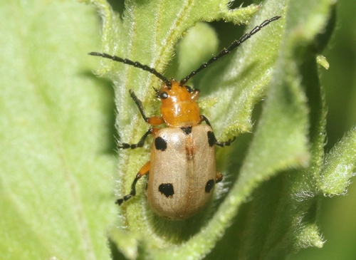 Metacycla insolita