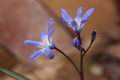 Scilla forbesii