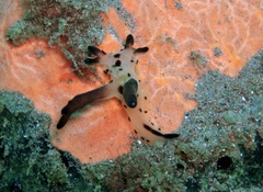 Thecacera