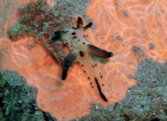 Thecacera