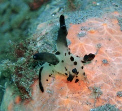 Thecacera
