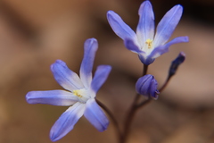 Scilla forbesii