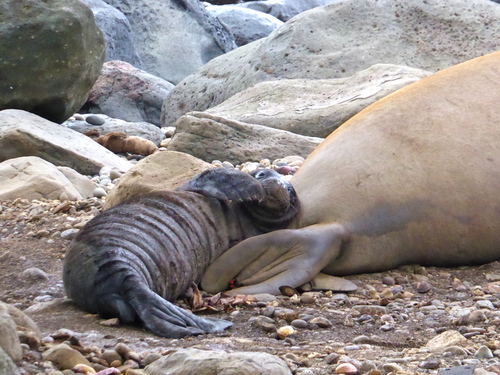 Hawaiian Monk Seal