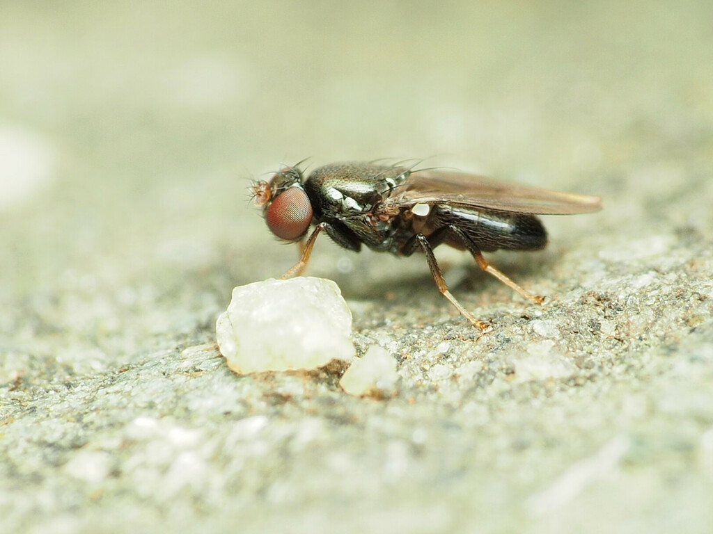 Discocerina chalybea