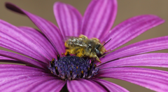 Diadasia chilensis