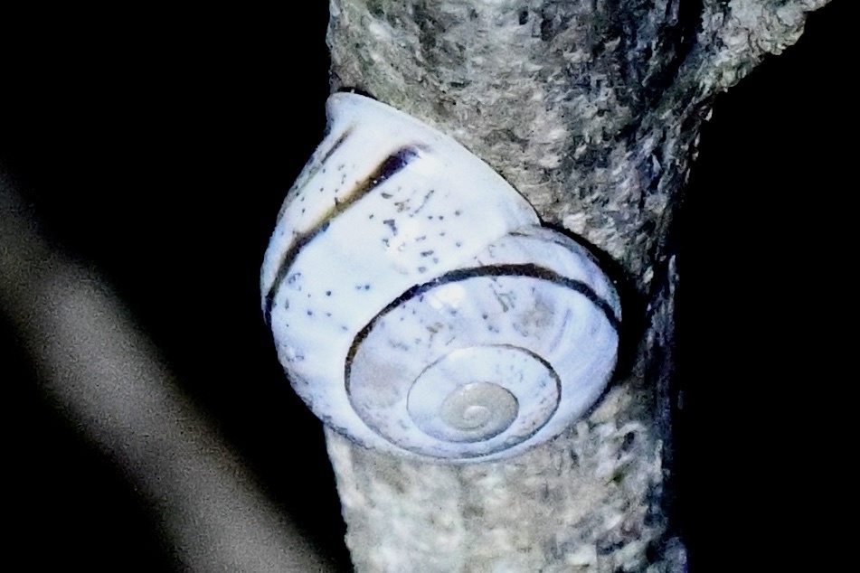 Coryda ovumreguli