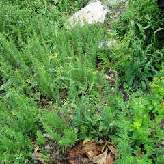 Bupleurum komarovianum