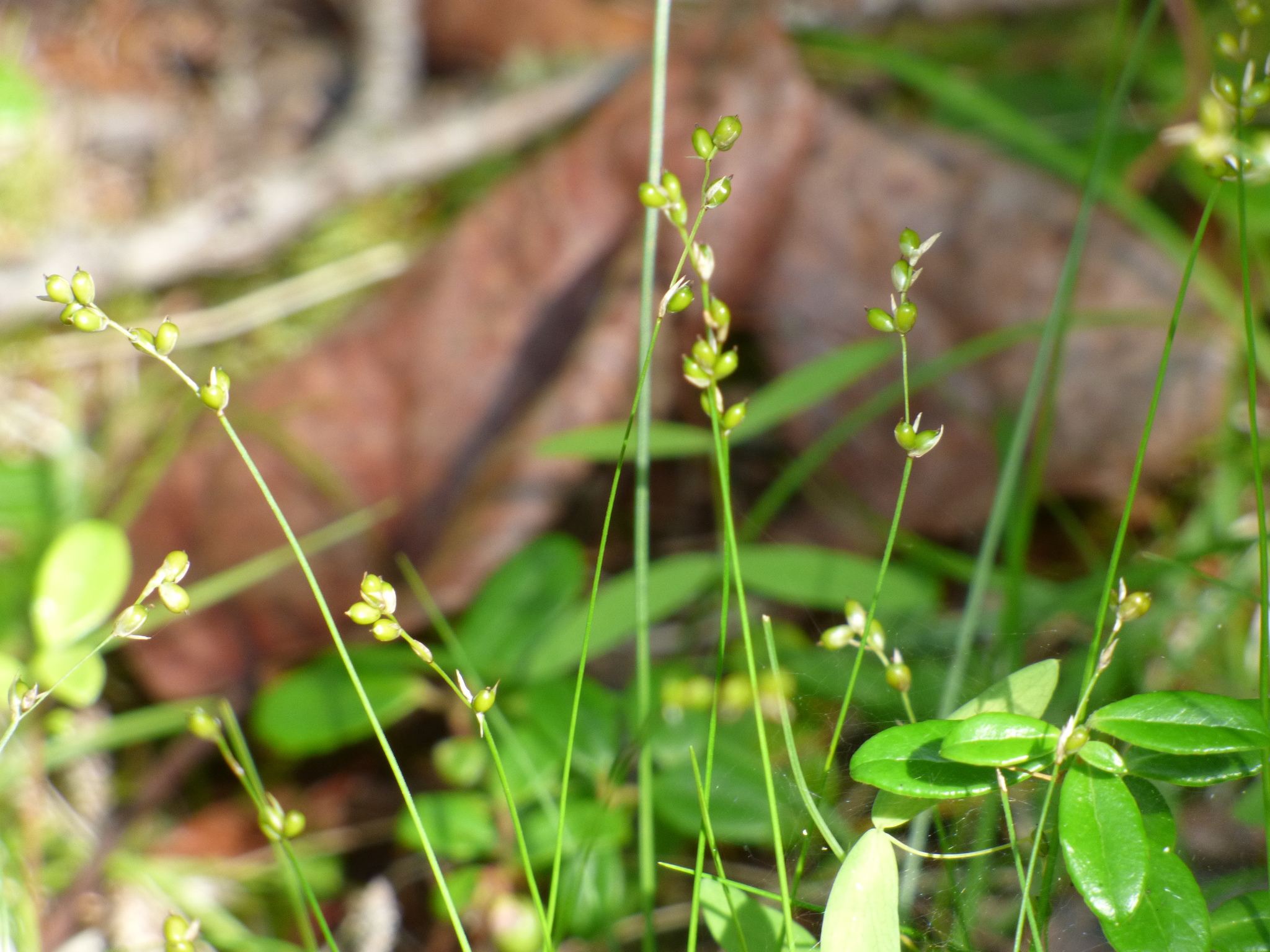 Carex disperma