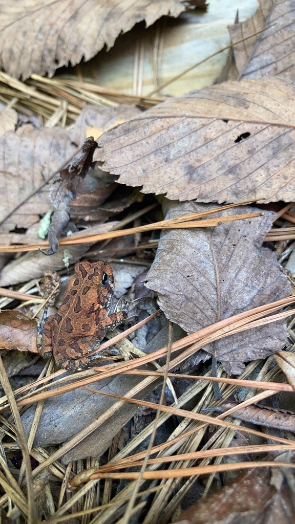 North American Toads from McMullen Creek Greenway, Charlotte, NC, US on ...