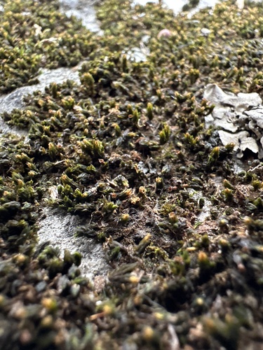 Orthotrichum strangulatum observed 2023-12-15