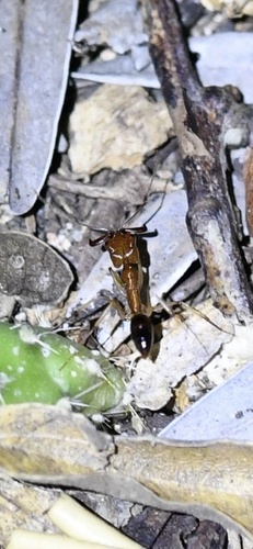 Bermuda Trap-jaw Ant