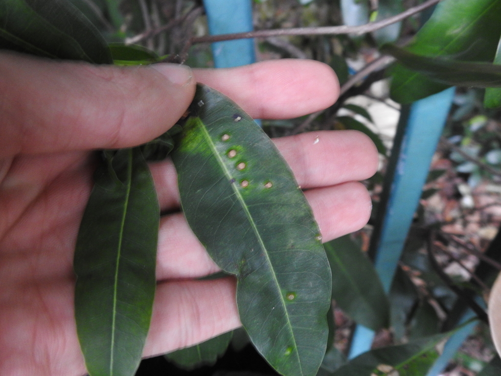 False-mastic Psylla