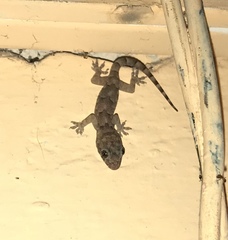 Hemidactylus mabouia