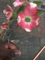 Cornus florida