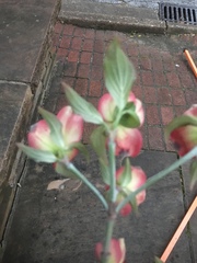 Cornus florida