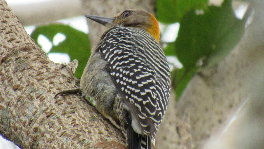 Cxc Costa Rica Cxc Costa Rica